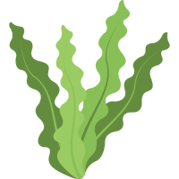 Seaweed.png