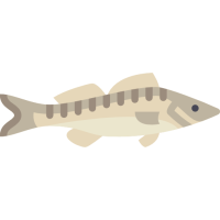 Raw zander.png