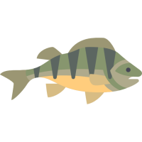 Raw perch.png